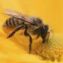 Продам пчёл Карпатской породы